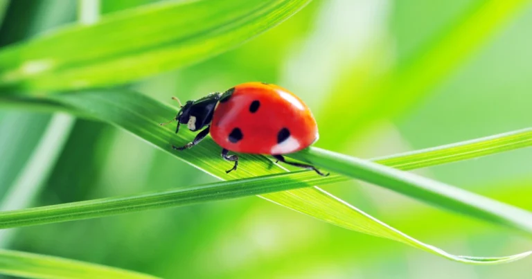 ¡Insectos Invasores que Debes Conocer para Proteger tu Jardín y Bosque! 🌳🌿