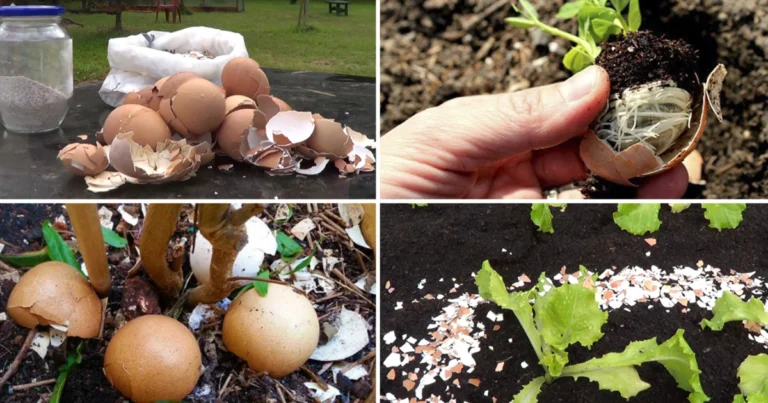 Cáscaras de Huevo: El Superabono Natural que tus Plantas Necesitan