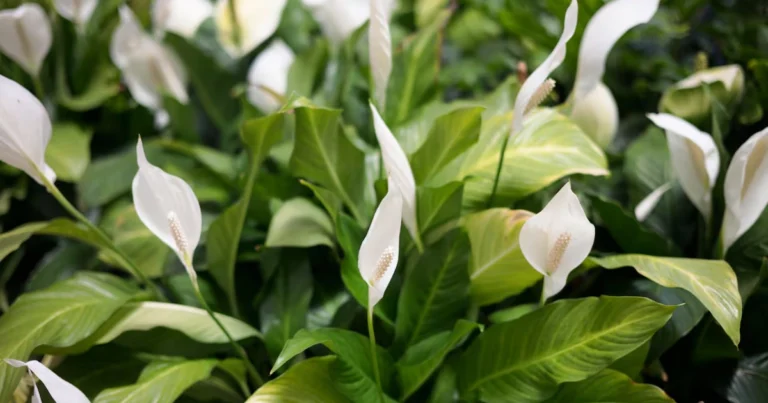 Lirio de la Paz: El Elixir Casero que Revoluciona su Vitalidad