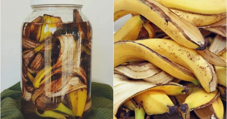 Estrategias Ingeniosas para Aprovechar las Cáscaras de Plátano en tu Jardín