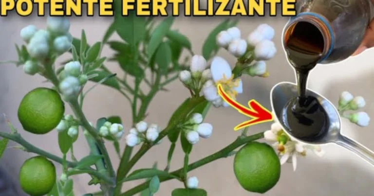 Cómo preparar un potente foliar orgánico para estimular flores y frutos en cítricos