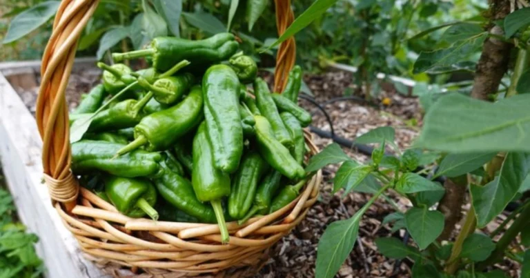 Pimientos 505: El Secreto de un Sabor Intenso Cultivado Bajo el Sol de Nuevo México
