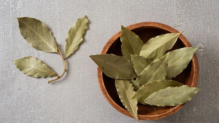 Laurel: El Poderoso Escudo Natural Contra Plagas y Cómo Usarlo en Tu Hogar 🌿