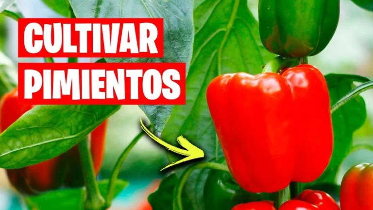 🌶️ Cómo Cultivar Pimientos en Casa: El Secreto para una Producción Abundante y Saludable