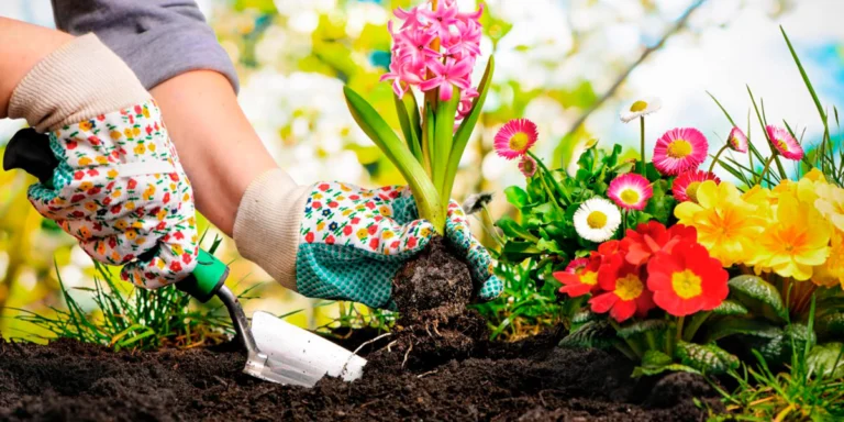 El Secreto para una Floración Explosiva: Una Cucharadita de Este Ingrediente Natural 🌼🌿