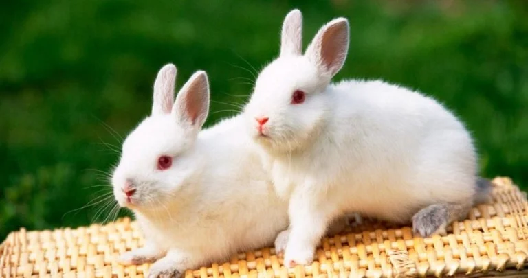 Descubre la Belleza y Diversidad de los Conejos: Más de 70 Razas Reconocidas en Todo el Mundo 🐰🌍