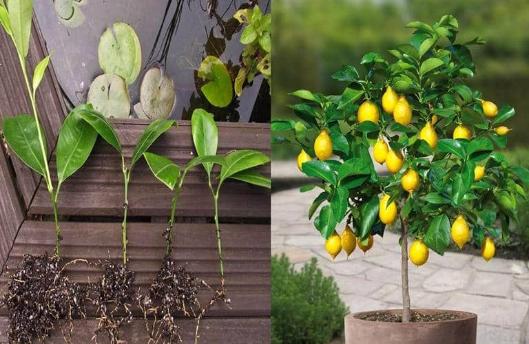 Limonero desde semilla: tu guía definitiva para cultivarlo en casa