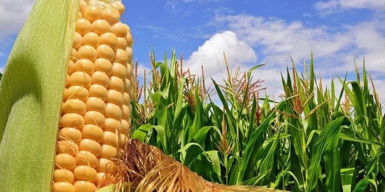 🌽 Qué pasa si plantas maíz todos los años en el mismo terreno y cómo solucionarlo