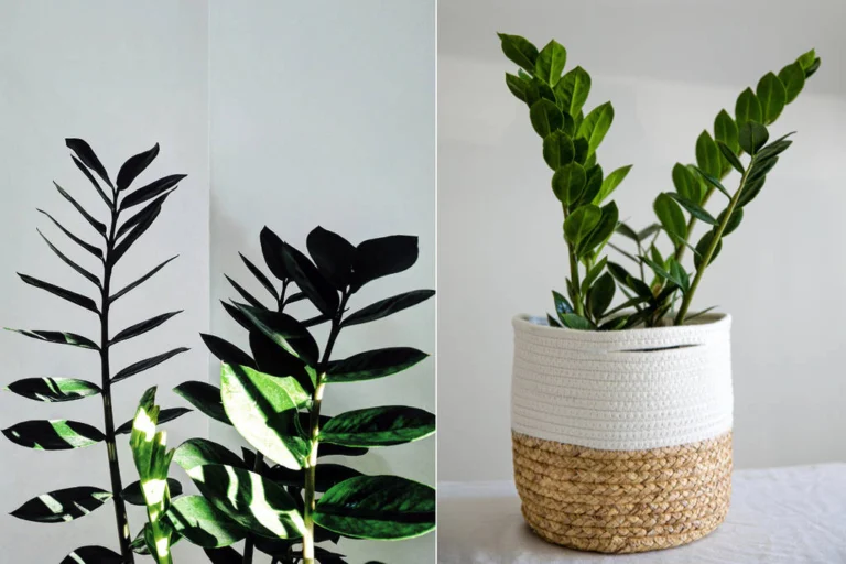 🌿 Plantes que No Necesitan Mucha Luz: ¡Perfectas para Espacios Interiores Oscuros!