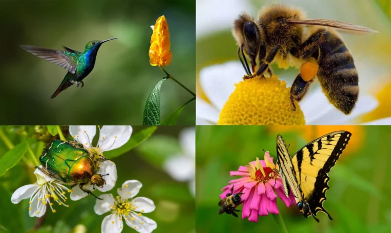 Aliados del Jardín: Conoce a los Polinizadores Naturales que Transforman tu Espacio Verde 🐝🦋🦇