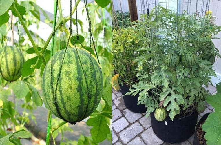 Cultivar sandías jugosas en paletas: método ingenioso y ahorrador de espacio 🍉