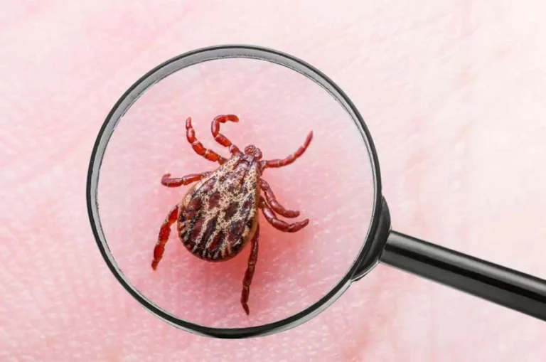 Alerta Garrapatas: Protégete Naturalmente de la Enfermedad de Lyme y Otras Amenazas