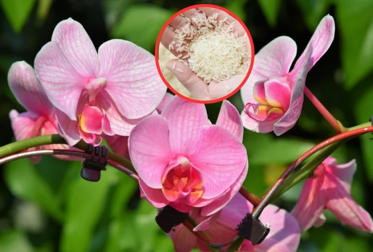 🌸 Orquídeas florecientes: cómo usar agua de arroz para revitalizarlas