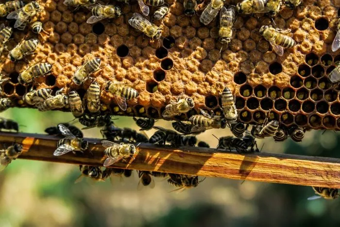🐝 El Fascinante Mundo de las Abejas: Secretos y Curiosidades que No Conocías