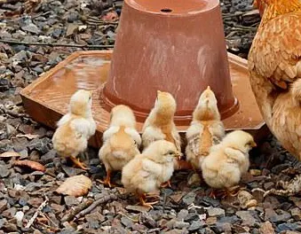 🐣 Cómo Diferenciar Pollitos Machos y Hembras por sus Plumas: Guía Completa para Criadores