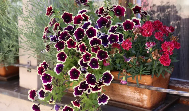 🌿 Llena tus Jardineras de Ventanas con Encanto y Flores: Combinaciones Perfectas para un Toque de Color