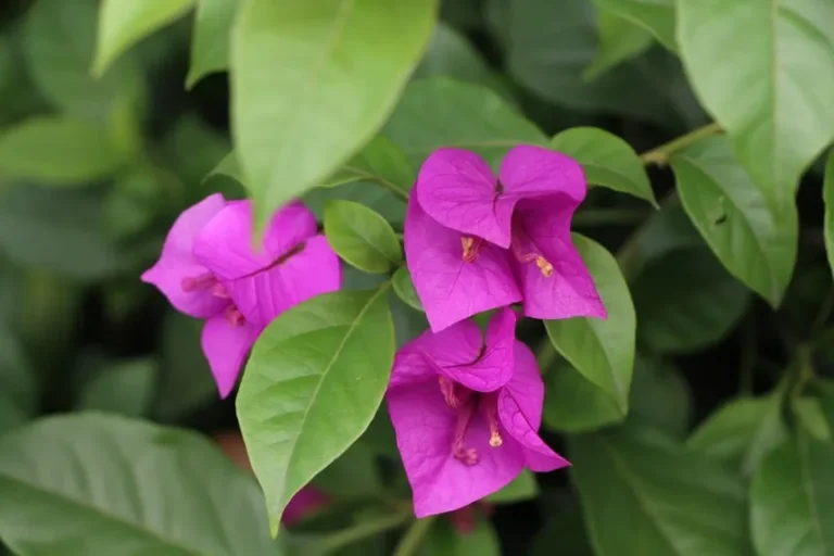🌺 Bougainvillea en Maceta: El Secreto para Florecer Todo el Año (¡Sin Llorar Intentándolo!)