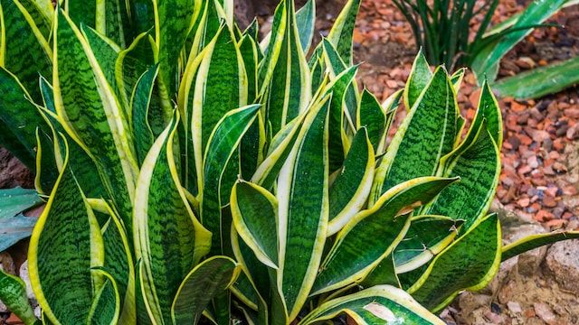 Lengua de Suegra: La Planta Todoterreno que Embellece, Purifica y Sana tu Hogar