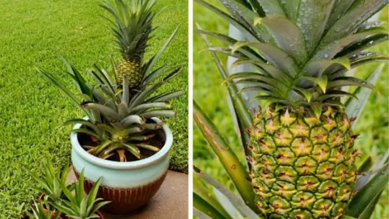 🍍 Cultivo de piña paso a paso: cómo obtener frutos deliciosos en tu propio hogar 🌱