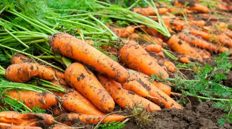 🥕 Cómo Cultivar Zanahorias con Éxito: Guía Completa desde la Siembra hasta la Cosecha