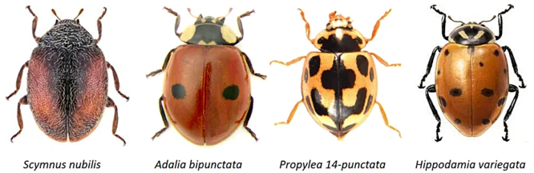 🐞 Guía Completa de Mariquitas en Los Ángeles: Identificación, Beneficios y Consejos Prácticos