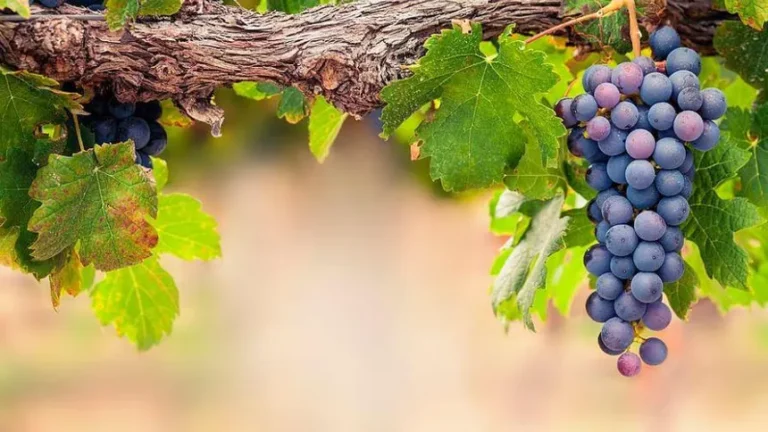 🍇 Guía Completa para Cultivar Uvas a Partir de Semillas en Macetas