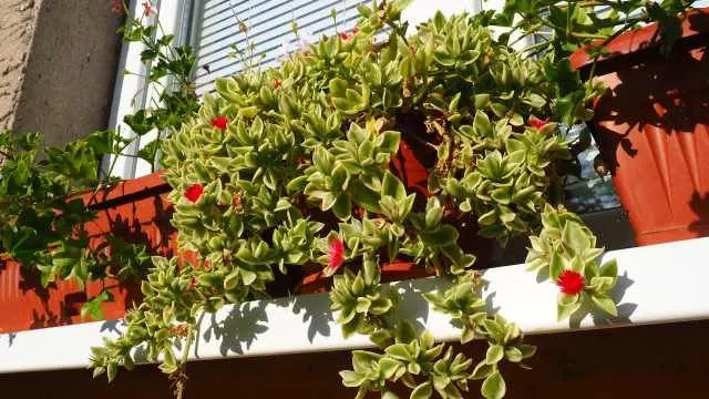 Aptenia cordifolia 🌿🌸 Una joya vegetal que se enamora del sol y da vida a tu jardín