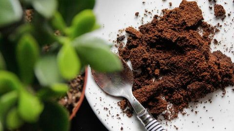 El Marcado de Café: Un Impulso Natural para las Flores Ácidas 🌸☕
