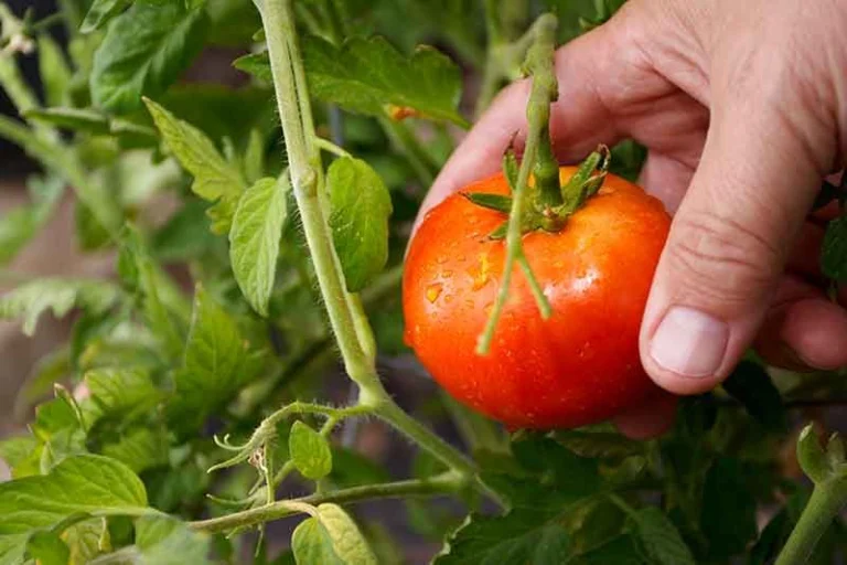 🍅 Tomates + Estas 9 Plantas: Menos Plagas y ¡Más Cosechas!