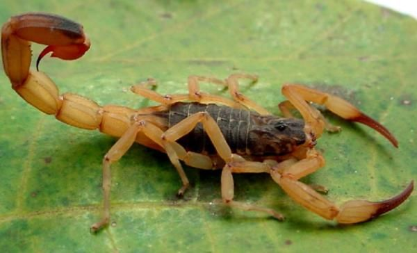 🦂 Scorpiones del mundo: guía visual, cuidados y seguridad
