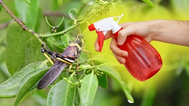 Adiós a los insectos y plagas: Todo lo que necesitas es este producto natural para tus plantas