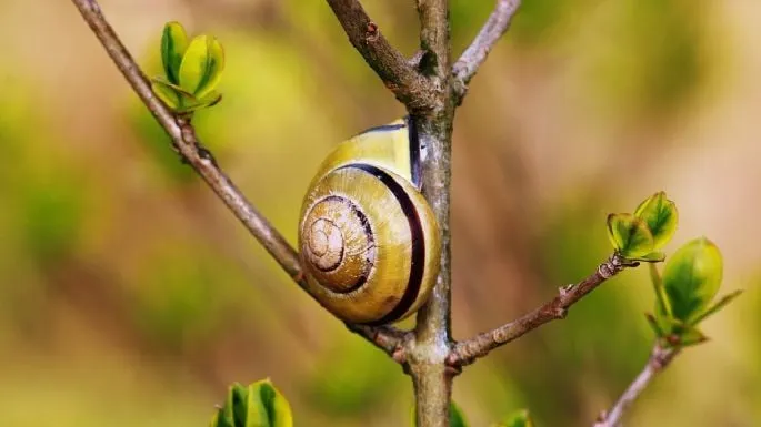 🌱 Dile adiós a las cochinillas, pulgones, caracoles y plagas en tus plantas: ¡Todo lo que necesitas es este producto! 🐜