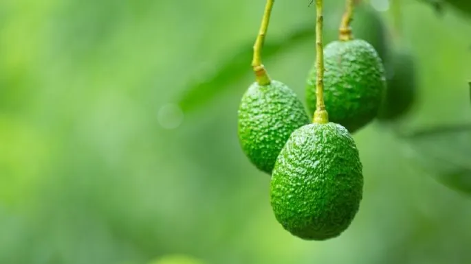 🥑 10 Consejos Para Cultivar un Aguacate en Maceta y Lograr que Dé Frutos