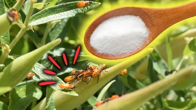 🏡 ¡Adiós a los insectos con bicarbonato de sodio! | Elimina plagas de manera natural y efectiva 🌿✨