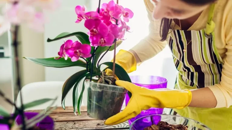 El Abono Casero para Orquídeas: ¡Flores Exuberantes sin Gastar Nada! 🌼