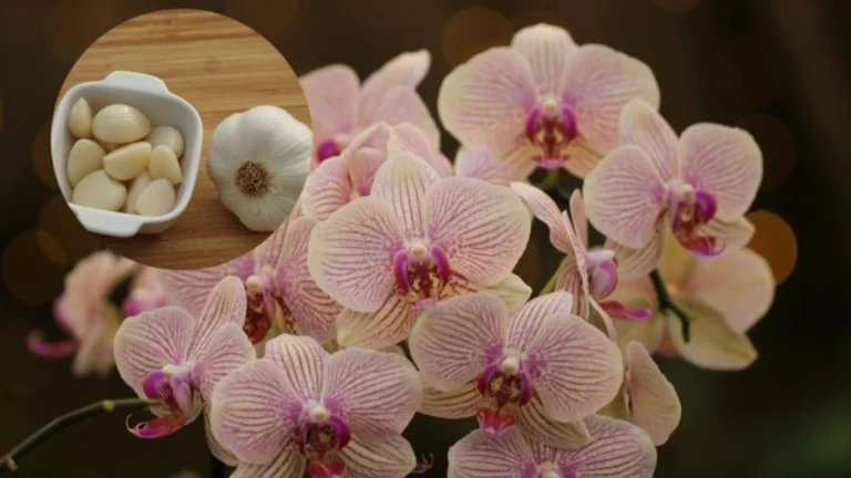 Ajo para Orquídeas: El Elixir Milagroso que las Hace Florecer de Nuevo