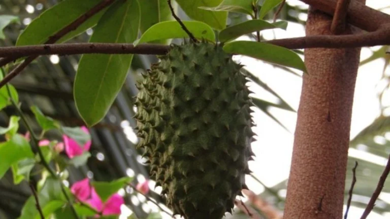 El Secreto del Campo para que la Guanábana Dé Fruto Abundante: Capado Lunar Paso a Paso