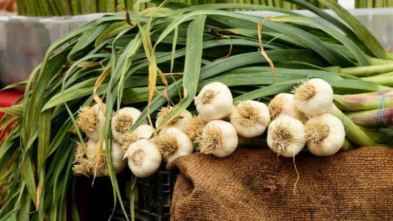 Multiplica Ajo al Infinito: El Método Casero que Usan los Jardineros para Tener Ajos Todo el Año 🧄🌱