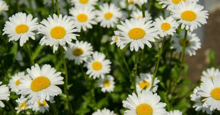 🌸 26 Flores Perennes que Superan las Malas Hierbas de Forma Natural 🌿