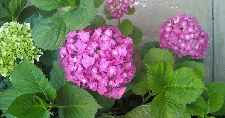 9 Tipos de Hortensias que Encantarán tu Jardín 🌸: ¡Descubre las más hermosas y versátiles!