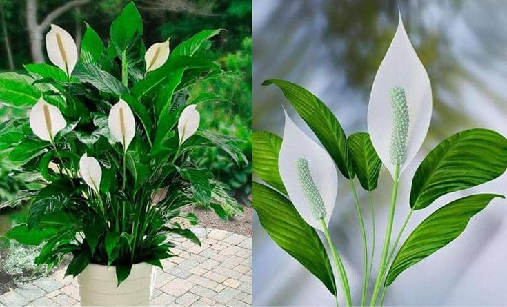 Lirio de la Paz: El Secreto Natural para una Floración Ininterrumpida durante 10 Años 🤍✨