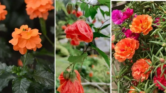 🌼 15 Espectaculares Flores Naranjas para Embellecer Tu Jardín Durante Todo el Año