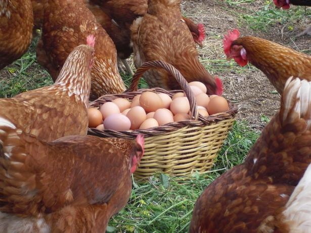 ¡HUEVOS A MANSALVA! El manual (divertido) para gallinas ponedoras felices
