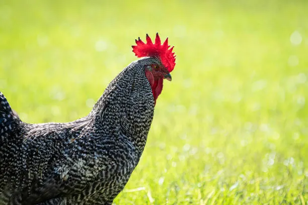 🐔 Gallina Plymouth Rock Barrada: La aliada perfecta para tu granja o huerto