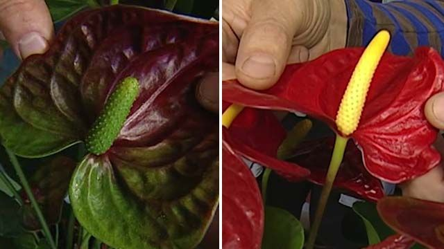 ¿Tu anthurium tiene muchas hojas pero ninguna flor? Aquí tienes una poción fortificante para estimular su floración 🌿✨