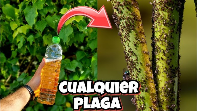 🌿 El insecticida natural más fuerte: elimina pulgones en 1 minuto y ahuyenta caracoles y babosas 🐌🚫
