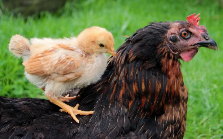 ¿Deberías Tener Gallinas en Tu Hogar? 5 Razones para Sí y 4 Razones para No 🐔