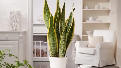 Sansevierias: Elegancia y Purificación Natural para tu Hogar 🌿