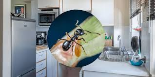 Pomada Mentolada: Tu Aliado Casero Para Ahuyentar Plagas de Forma Natural