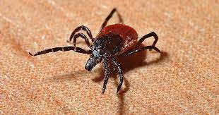 Cómo Mantener las Garrapatas a Distancia con Aceites Esenciales: Protección Natural para tu Hogar y Jardín 🌿🦠